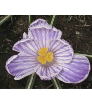 Crocus minimus Spring Beauty