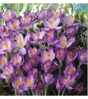 Crocus tommasinianus Barr's...