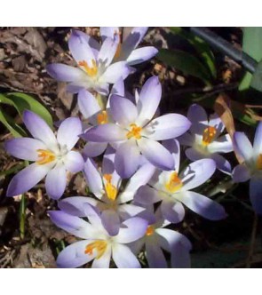 Crocus tommasinianus Lilac...