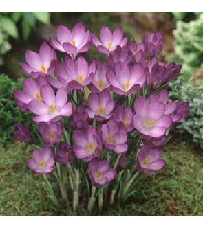 Crocus tommasinianus Ruby...