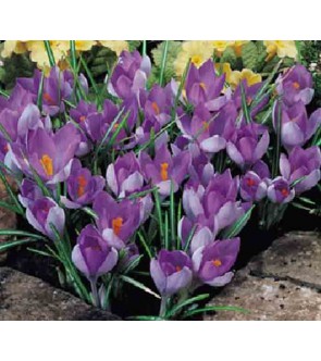 Crocus tommasinianus...