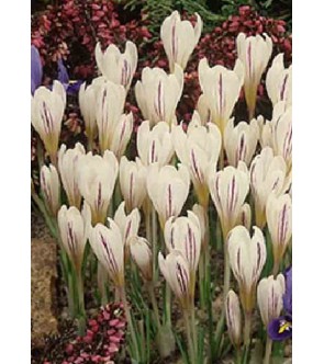 Crocus versicolor Picturatus