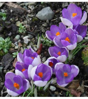 Crocus Yalta