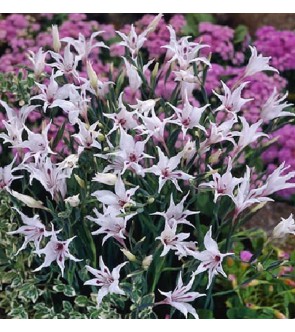 Gladiolus carneus