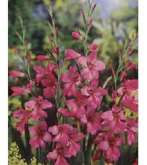 Gladiolus communis ssp byzantinus