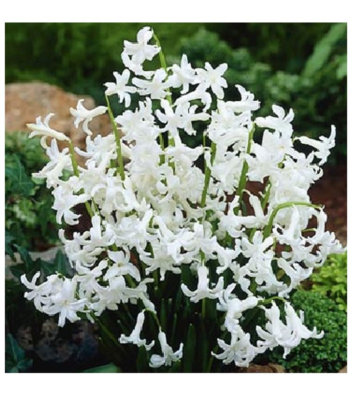 Bulbi di alta qualità di Giacinto Romano Bianco Dimensioni 13