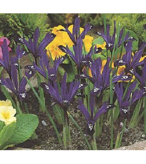 Iris reticulata Pauline