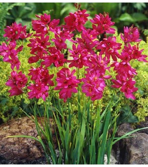 Ixia Venus