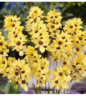 Ixia Yellow Emperor