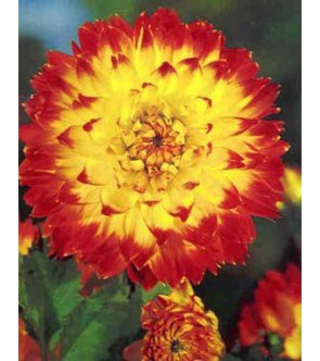 Dalia decorativa Procyon