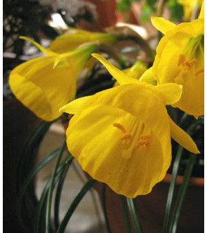 Narciso bulbocodium Diamond...