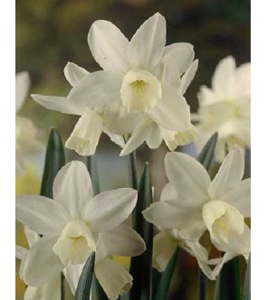 Narciso triandrus Ice Wings