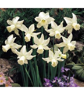 Narciso cyclamineus Jenny