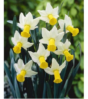 Narciso cyclamineus Trena