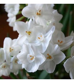 Narciso paperwhite Nir