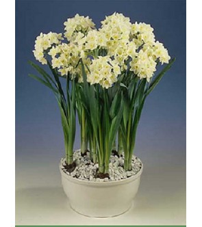 Narciso paperwhite Omri