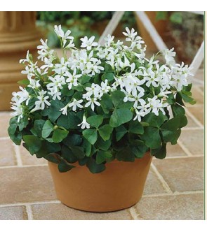 Oxalis triangularis ssp...