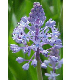 Scilla litardierei ( sin...