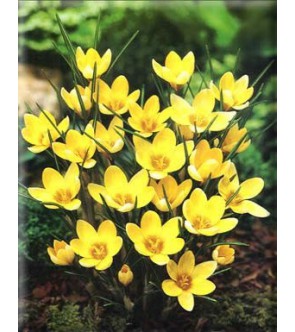Crocus chrysanthus Romance