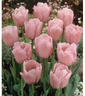 Tulipano stelo lungo Pink...