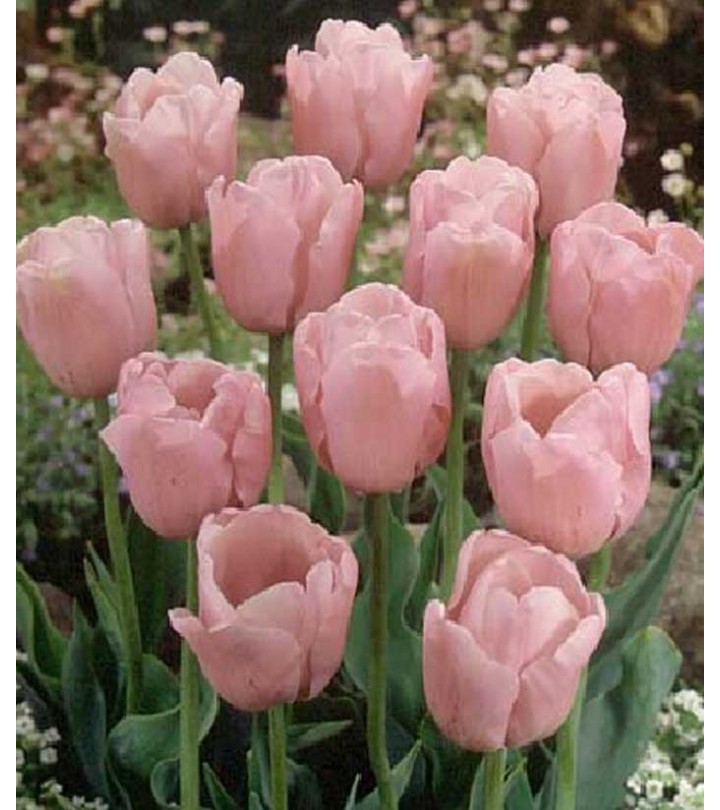 Fiori Da Giardino A Stelo Lungo
