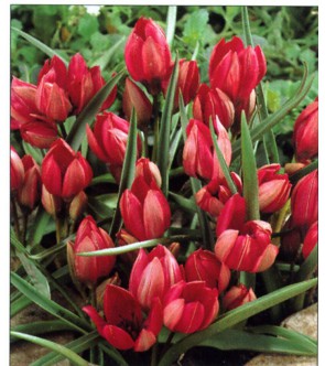 Tulipano selvatico...