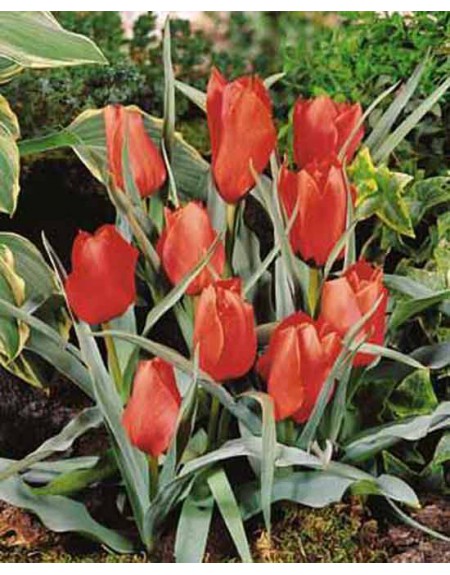 Miscele Di Tulipani Colorati - Di Tulipano Online