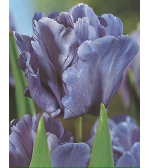 Tulipano pappagallo Blue...