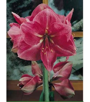 Amaryllis Apple Blossom