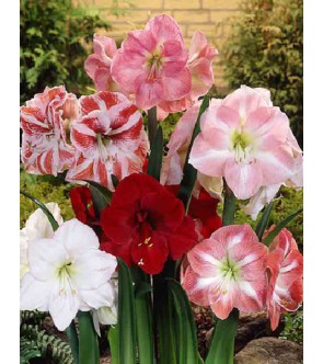 Amaryllis particolari...