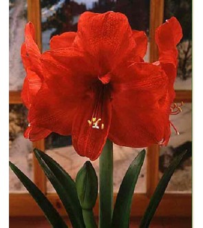 Amaryllis Red Lion