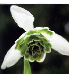 Galanthus plicatus Dionyssus