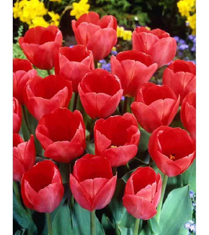 Fiori Da Giardino A Stelo Lungo