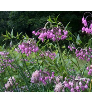 Allium cernuum