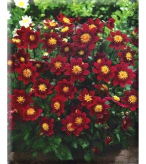 Dalia topmix Reddy