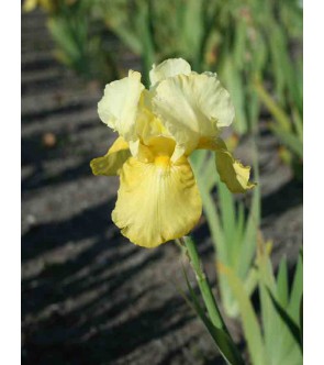 Iris germanica Baroque Prelude