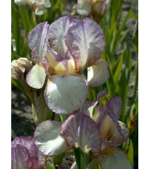 Iris Border & Table Carolyn...