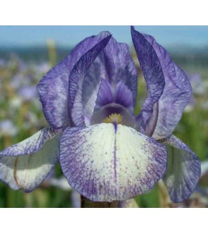 Iris Border & Table Petit...