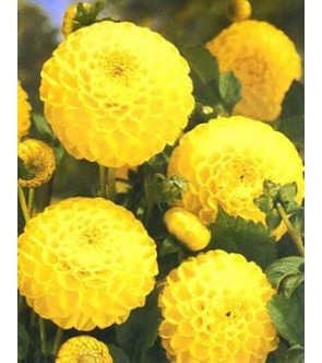 Dalia pompon Deepest Yellow