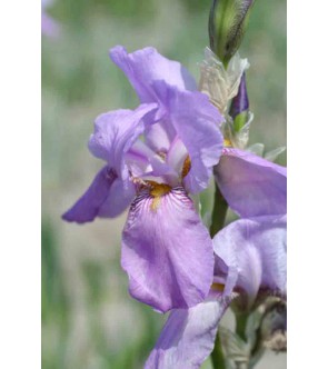 Iris Pallida