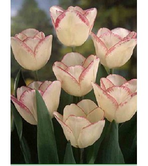 Tulipano stelo lungo Shyrley