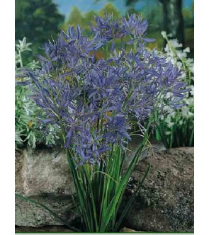 Camassia quamash Blue Melody