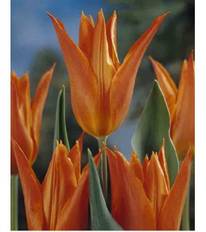 Tulipano fior di giglio...