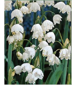 Leucojum aestivum Gravetie...