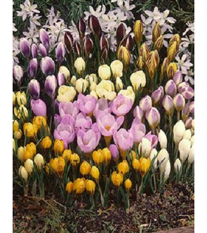 Crocus specie in Miscuglio