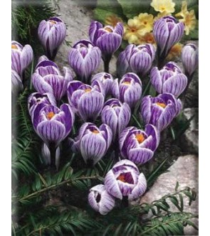Crocus vernus Pickwick