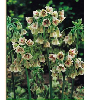 Allium Siculum syn...