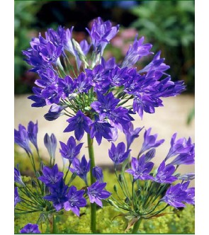 Triteleia Corrina ( syn...