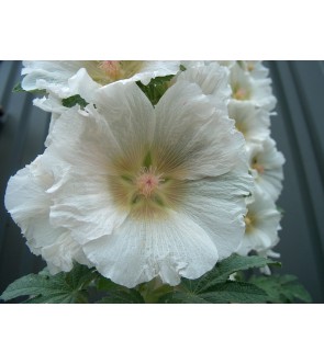 Alcea rosea Bianca