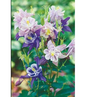 Aquilegia Biedermeier